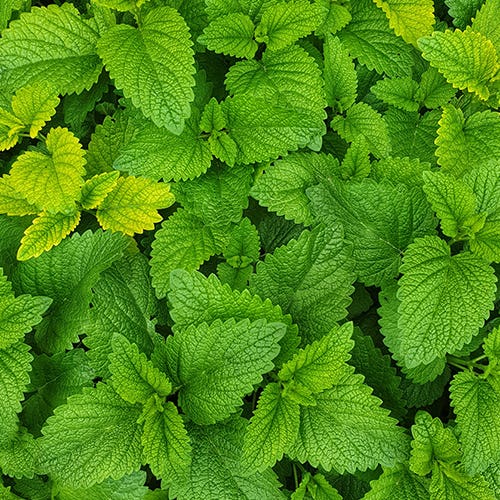Herbs & Leafy Greens